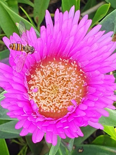 Carpobrotus glaucescens – Pigsface or Sea Fig

Rufous Street Public Art, ground mural, Peregian, Noosa, Sunshine Coast Queensland, This Bird, Tia Carrigan