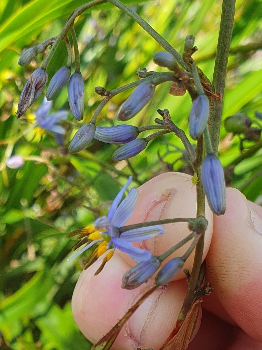 Dianella sp. revoluta – Flax Lily

Rufous Street Public Art, ground mural, Peregian, Noosa, Sunshine Coast Queensland, This Bird, Tia Carrigan