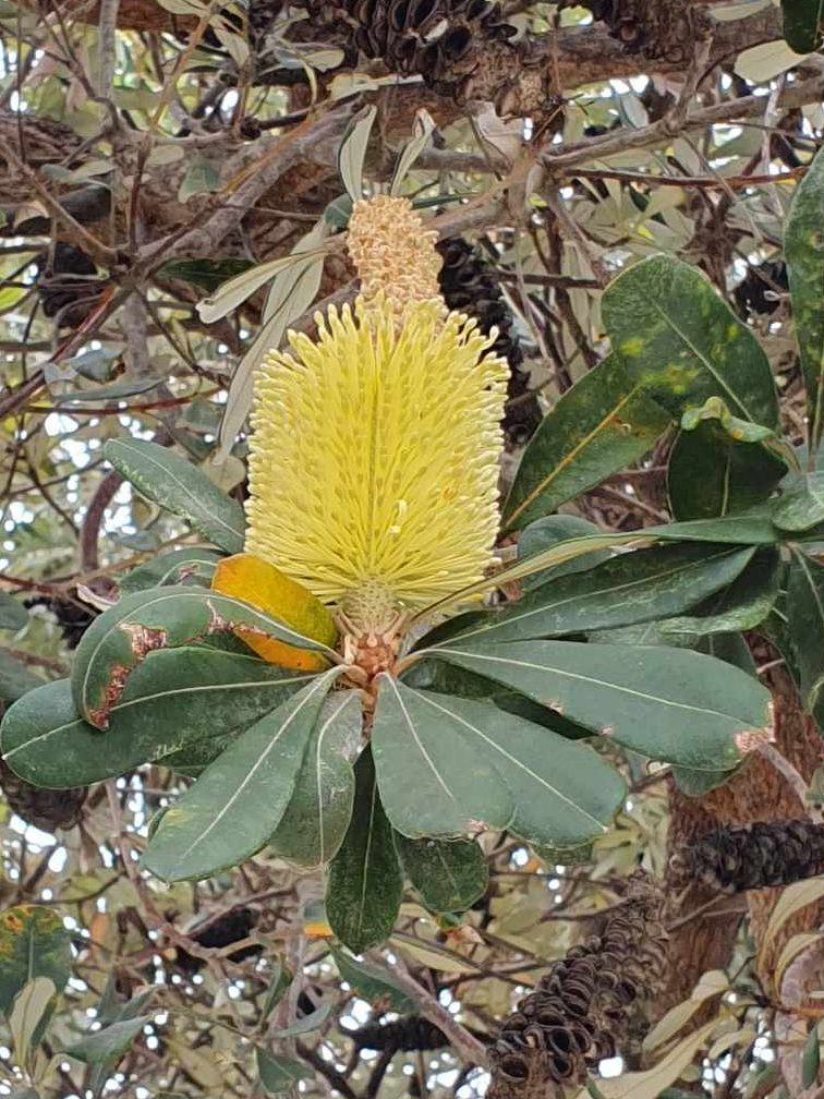 Banksia integrifolia – Coastal Banksia, Rufous Street Public Art, ground mural, Peregian, Noosa, Sunshine Coast Queensland, This Bird, Tia Carrigan, ground parrot, birds