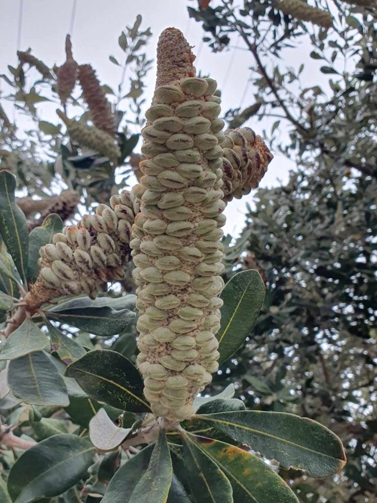 Banksia integrifolia – Coastal Banksia

Rufous Street Public Art, ground mural, Peregian, Noosa, Sunshine Coast Queensland, This Bird, Tia Carrigan
