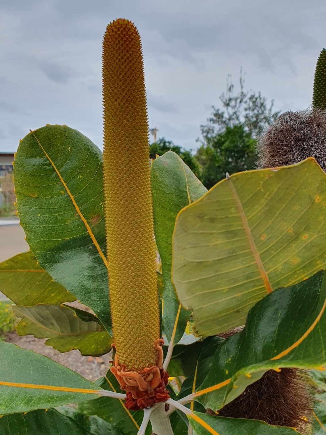 Banksia robur - Swamp Banksia

Rufous Street Public Art, ground mural, Peregian, Noosa, Sunshine Coast Queensland, This Bird, Tia Carrigan