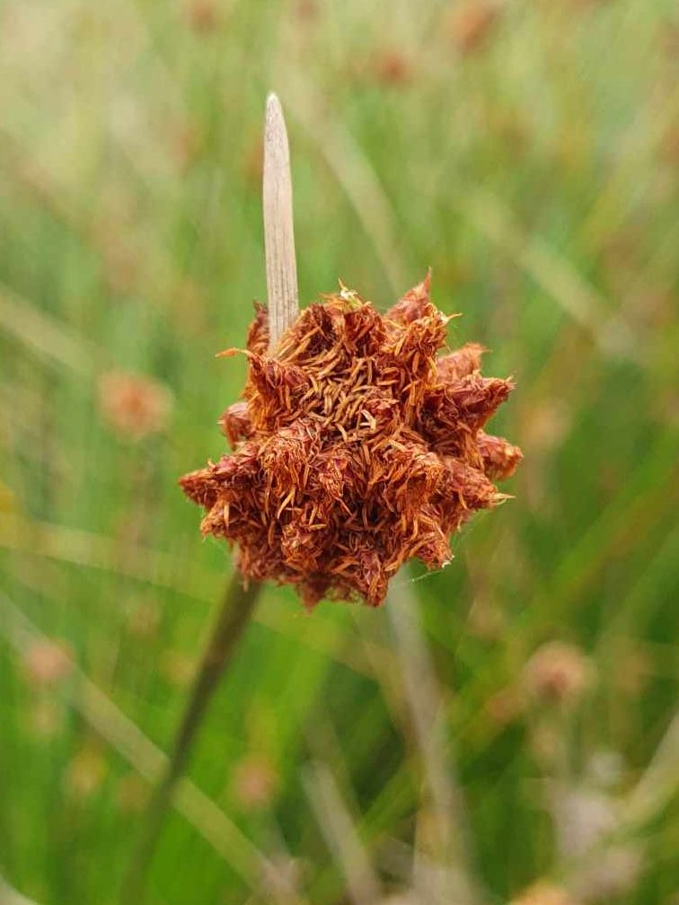 Ficinia nodosa – Knobby Club Rush

Rufous Street Public Art, ground mural, Peregian, Noosa, Sunshine Coast Queensland, This Bird, Tia Carrigan