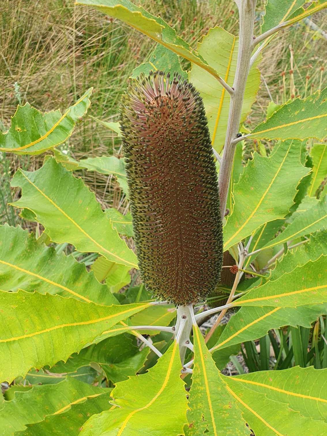 Banksia robur - Swamp Banksia

Rufous Street Public Art, ground mural, Peregian, Noosa, Sunshine Coast Queensland, This Bird, Tia Carrigan